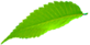 Лист